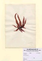 藏品(Grateloupia sp.)的圖片